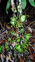 Nepenthes ampullaria