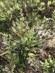 Searsia angustifolia