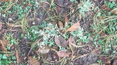 Parthenium hysterophorus