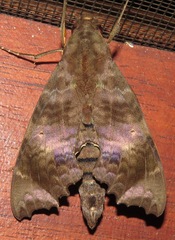 Aleuron carinata