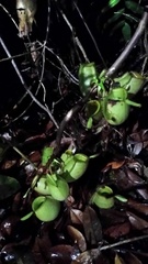 Nepenthes ampullaria