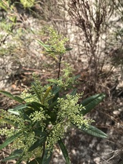 Searsia angustifolia