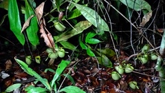Nepenthes ampullaria