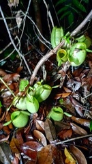 Nepenthes ampullaria