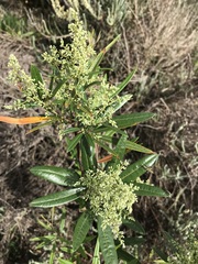 Searsia angustifolia