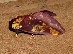Citheronia phoronea