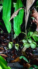 Nepenthes ampullaria