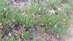 Plantago hispidula