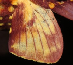 Citheronia phoronea
