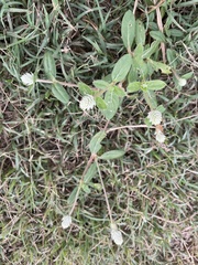 Alternanthera sessilis