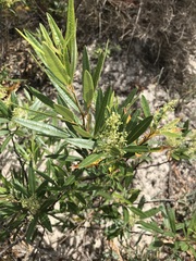 Searsia angustifolia