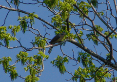 Streptopelia chinensis