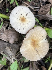 Clitocybe fragrans