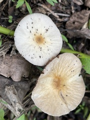 Clitocybe fragrans