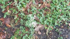 Parthenium hysterophorus