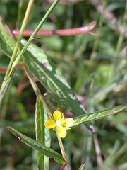 Ludwigia hyssopifolia