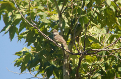Myiarchus tuberculifer