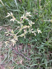 Cerastium glomeratum