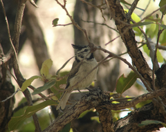 Baeolophus wollweberi