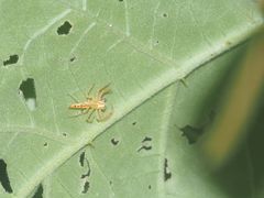 Viciria pavesii