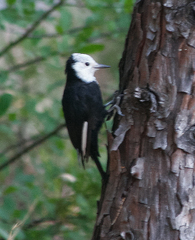 Dryobates albolarvatus
