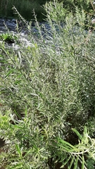 Gomphostigma virgatum