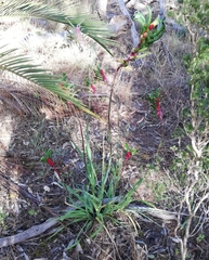 Anigozanthos manglesii