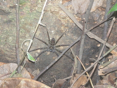 Heteropoda tetrica