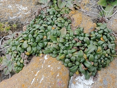 Gentianella saxosa