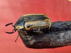 Chondropyga dorsalis