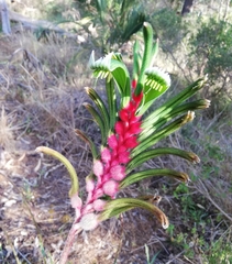 Anigozanthos manglesii