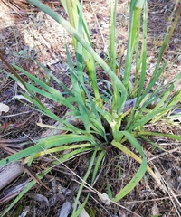 Anigozanthos manglesii