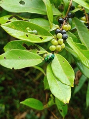 Chrysocoris stollii
