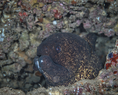 Gymnothorax flavimarginatus