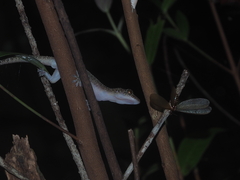 Gekko monarchus