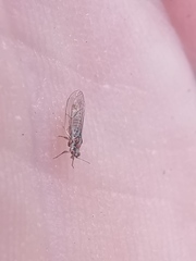 Aacanthocnema dobsoni