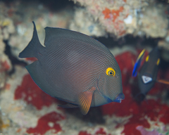 Ctenochaetus strigosus