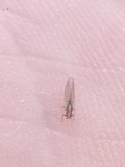 Aacanthocnema dobsoni