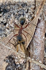 Camponotus intrepidus