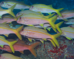 Mulloidichthys vanicolensis