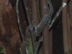 Gekko monarchus