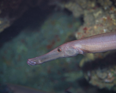 Aulostomus chinensis