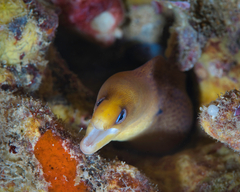 Gymnothorax melatremus