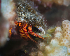 Ciliopagurus strigatus