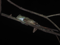 Gonocephalus liogaster