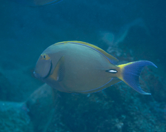 Acanthurus dussumieri