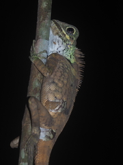 Gonocephalus liogaster