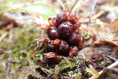 Kopsiopsis hookeri