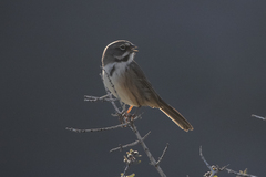 Artemisiospiza belli