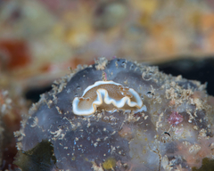 Glossodoris rufomarginata